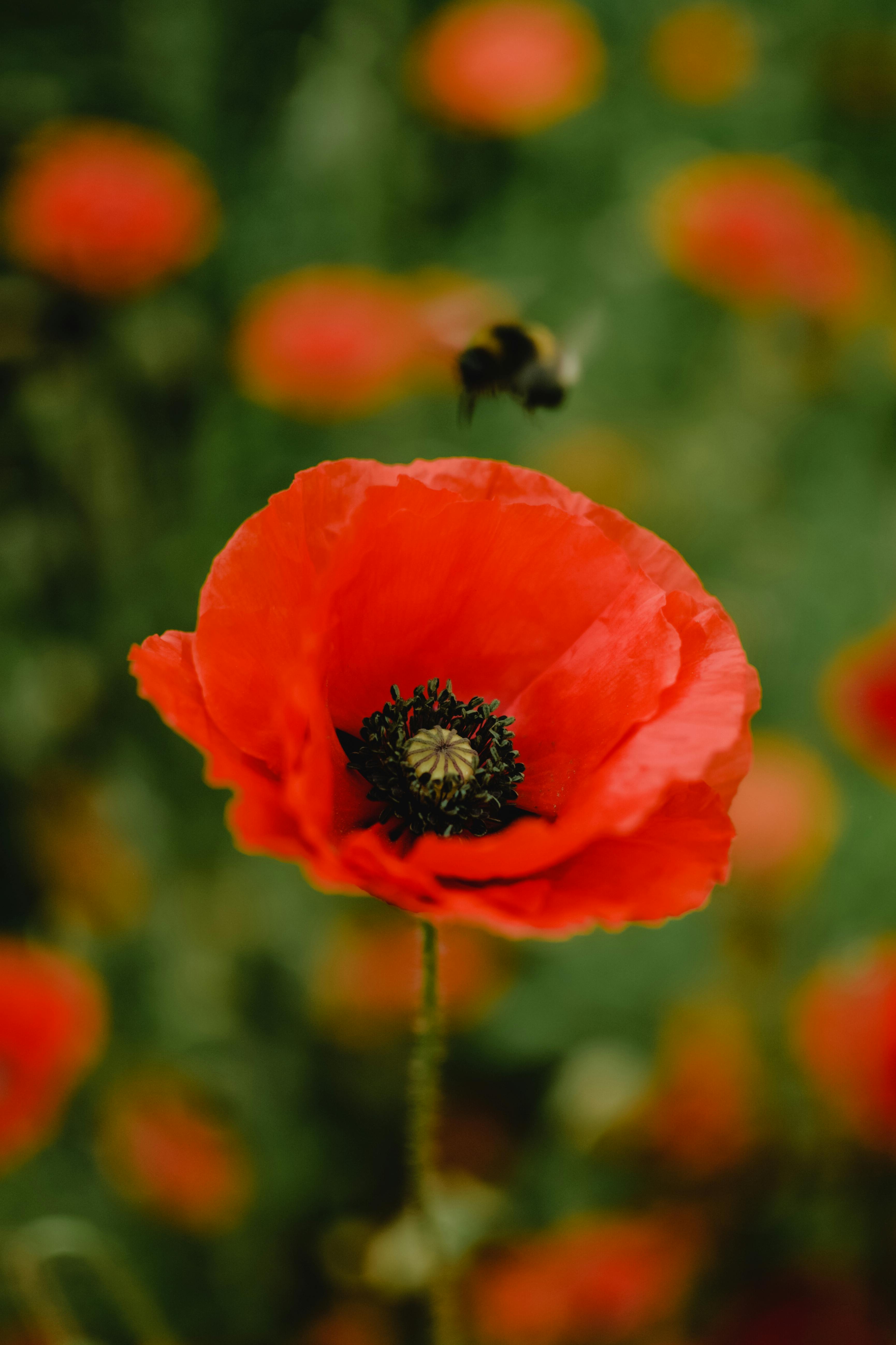 [Papaver rhoeas]